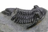Detailed Hollardops Trilobite Fossil - Ofaten, Morocco #359498-3